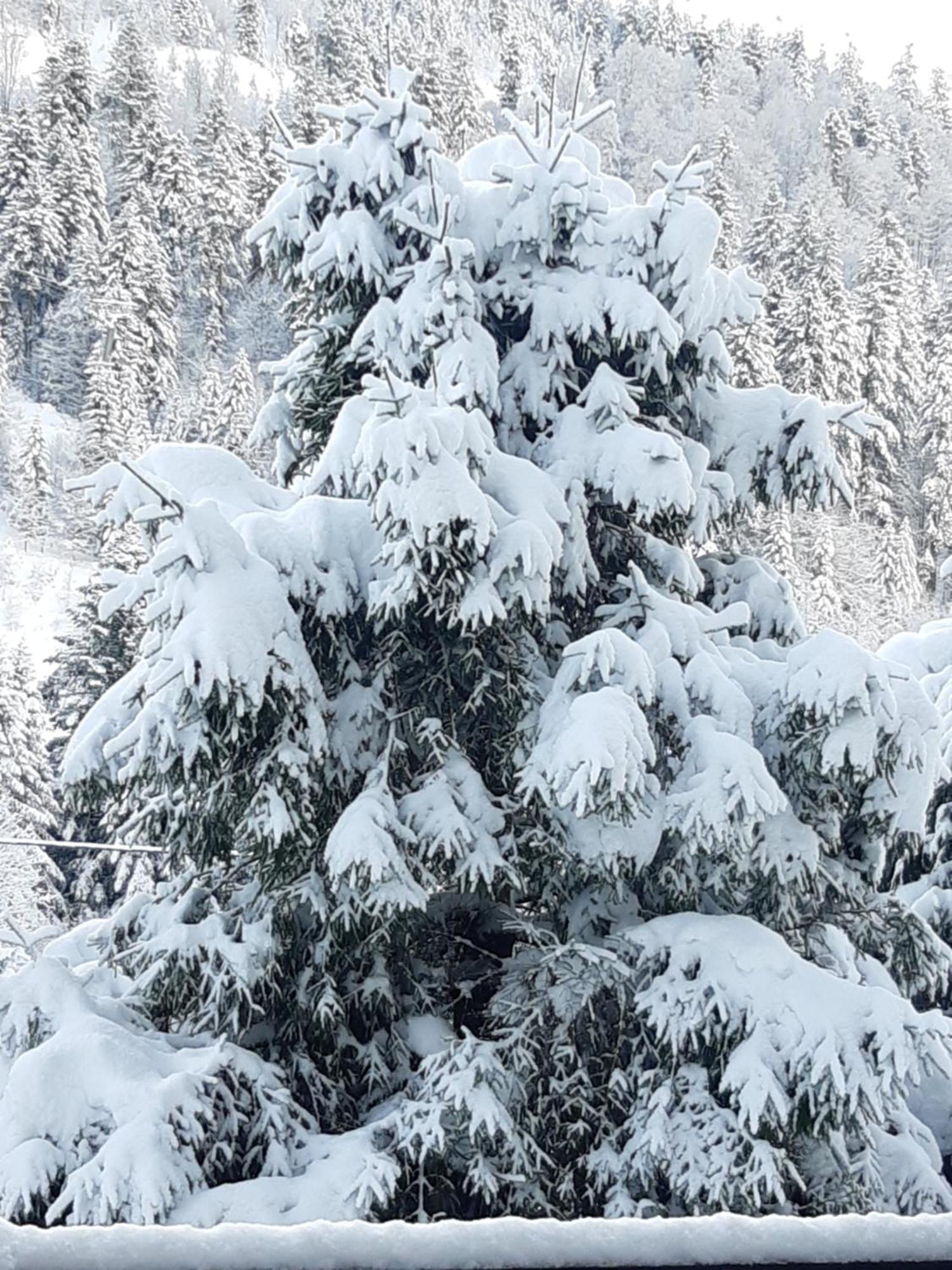 Appartement A La Montagne ,Vue Sur Les Pistes La Bresse Esterno foto